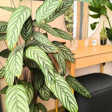 Botanica Apartment *